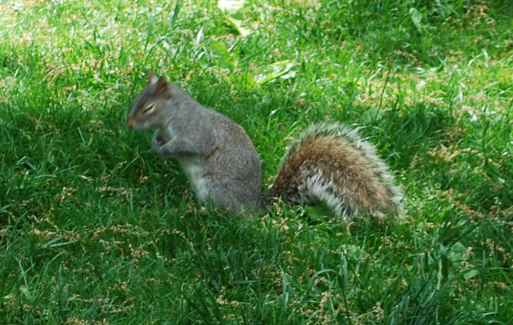 squirrel NYC.JPG